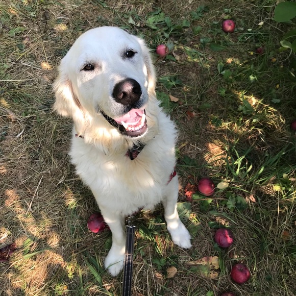 Meet your Posher, Julie - Picture 1 of 1